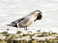 Anas acuta 26, Pijlstaart, Saxifraga-Bart Vastenhouw