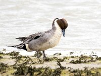 Anas acuta 28, Pijlstaart, Saxifraga-Bart Vastenhouw