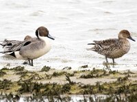 Anas acuta 29, Pijlstaart, Saxifraga-Bart Vastenhouw