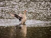 Anas acuta 31, Pijlstaart, adult female, Saxifraga-Theo Verstrael