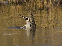 Anas acuta 35, Pijlstaart, Saxifraga-Jan Nijendijk