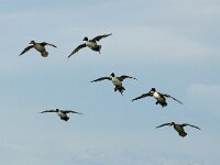 Anas acuta 4, Pijlstaart, Saxifraga-Piet Munsterman