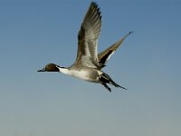 Anas acuta 5, male, Pijlstaart, Saxifraga-Piet Munsterman