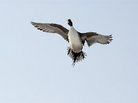 Anas acuta 6, male, Pijlstaart, Saxifraga-Piet Munsterman