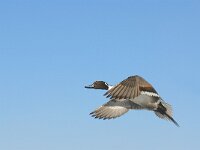 Anas acuta 7, male, Pijlstaart, Saxifraga-Piet Munsterman