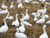 Anser caerulescens 4, Sneeuwgans, Saxifraga-Bart Vastenhouw