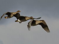 Anser fabalis fabalis 3, Taigarietgans, Saxifraga-Piet Munsterman