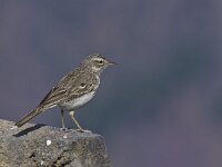 Anthus berthelotii 5, Berthelots pieper, Saxifraga-Rik Kruit