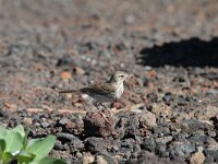 Anthus berthelotii 7, Berthelots pieper, Saxifraga-Dirk Hilbers