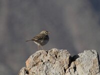 Anthus berthelotii 8, Berthelots pieper, Saxifraga-Dirk Hilbers