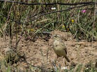 Anthus campestris 10, Duinpieper, adult, Saxifraga-Theo Verstrael