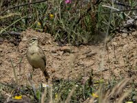 Anthus campestris 8, Duinpieper, adult, Saxifraga-Theo Verstrael