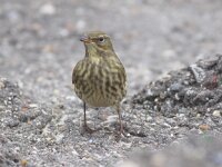 Anthus petrosus 10, Oeverpieper, Saxifraga-Peter Meininger
