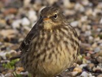 Anthus petrosus 3, Oeverpieper, Saxifraga-Peter Meininger