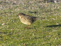 Anthus petrosus 8, Oeverpieper, Saxifraga-Peter Meininger