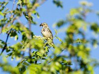Anthus trivialis 66, Boompieper, adult, Saxifraga-Theo Verstrael