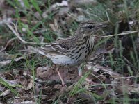 Anthus trivialis 9, Boompieper, Saxifraga-Henk Baptist