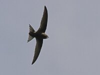 Apus apus 2, Gierzwaluw, Saxifraga-Luc Hoogenstein