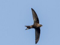 Apus pallidus 2, Vale gierzwaluw, adult, Saxifraga-Theo Verstrael