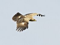 Aquila pomarina 2, Schreeuwarend, Saxifraga-Tom Heijnen