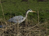 Ardea cinerea 104, Blauwe reiger, Saxifraga-Jan Nijendijk