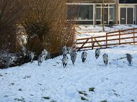 Grey herons waiting in snow to be fed, Alblasserdam, Netherlands  Grey herons waiting in snow to be fed, Alblasserdam, Netherlands : Ardea cinerea, Dutch, Grey heron, heron, herons, bird, birds, wildlife, wild animal, wils biird, Holland, Netherlands, South-Holland, cold, horizontal, many, snow, white, winter, wintertime, outdoors, outside, no people, nobody