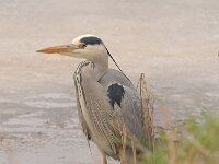 Ardea cinerea 144, Blauwe reiger, Saxifraga-Luuk Vermeer