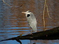 Ardea cinerea 179, Blauwe reiger, Saxifraga-Ed Stikvoort : Stedelijk Museum Schiedam