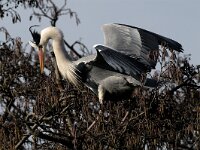 Ardea cinerea 19, Blauwe reiger, Saxifraga-Piet Munsterman
