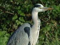 Ardea cinerea 23, Blauwe reiger, Saxifraga-Marijke Verhagen