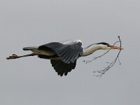 Ardea cinerea 34, Blauwe reiger, Saxifraga-Piet Munsterman