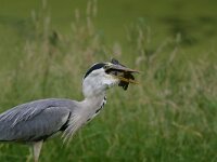 Ardea cinerea 40, Blauwe reiger, Saxifraga-Janus Verkerk