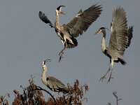 Ardea cinerea 43, Blauwe reiger, Saxifraga-Piet Munsterman