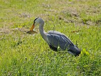 Blauwe reiger 01 #47521 : Ardea cinerea, Grey Heron, Blauwe reiger, Adult zomerkleed