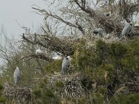 Ardea cinerea 68, Blauwe reiger, Saxifraga-Willem van Kruijsbergen
