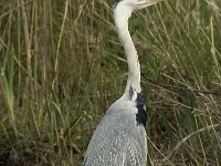 Ardea cinerea 69, Blauwe reiger, Saxifraga-Willem van Kruijsbergen