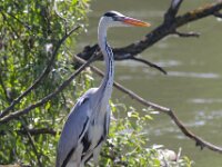 Ardea cinerea 84, Blauwe reiger, Saxifraga-Bart Vastenhouw