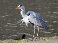 Ardea cinerea 87, Blauwe reiger, Saxifraga-Bart Vastenhouw