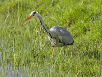 Ardea cinerea 88, Blauwe reiger, Saxifraga-Kees van Berkel : Blue Elephant