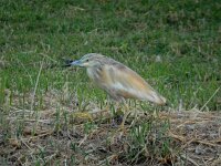 Ardeola ralloides 15, Ralreiger, Saxifraga-Ed Stikvoort : Limni Keri s9900