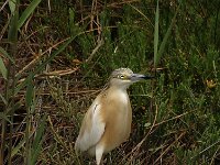 Ardeola ralloides 18, Ralreiger, Saxifraga-Hans Dekker