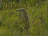Ardeola ralloides 21, Ralreiger, Saxifraga-Jan van der Straaten
