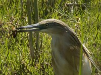 Ardeola ralloides 22, Ralreiger, Saxifraga-Jan van der Straaten