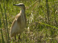 Ardeola ralloides 25, Ralreiger, Saxifraga-Jan van der Straaten