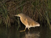 Ardeola ralloides 3, Ralreiger, Saxifraga-Luc Hoogenstein