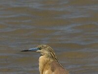 Ardeola ralloides 33, Ralreiger, Saxifraga-Jan van der Straaten