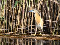 Ardeola ralloides 34, Ralreiger, Saxifraga-Bart Vastenhouw