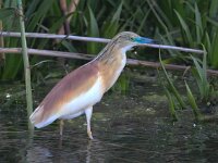 Ardeola ralloides 35, Ralreiger, Saxifraga-Bart Vastenhouw