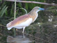 Ardeola ralloides 36, Ralreiger, Saxifraga-Bart Vastenhouw