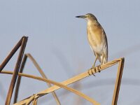 Ardeola ralloides 40, Ralreiger, Saxifraga-Mark Zekhuis
